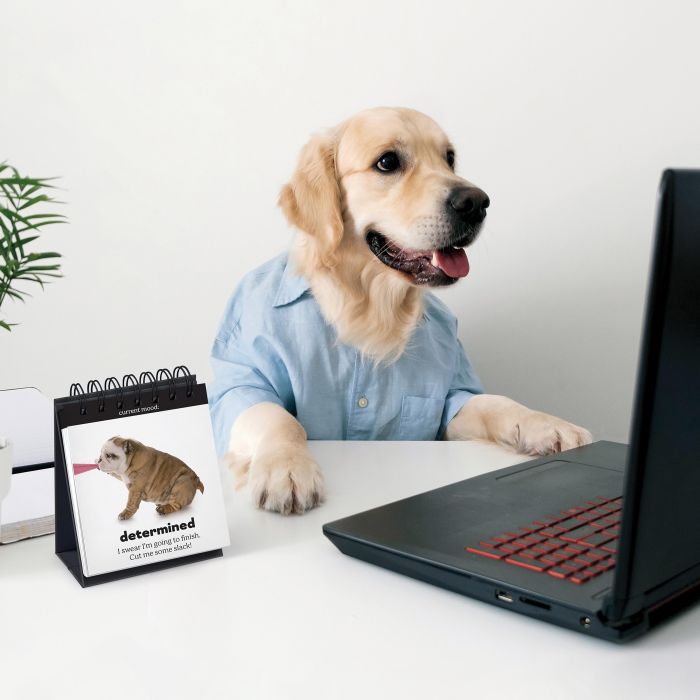 Daily Doggo Desktop Flipbook, sold at Have You Met Charlie?, a unique gift store in Adelaide, South Australia.