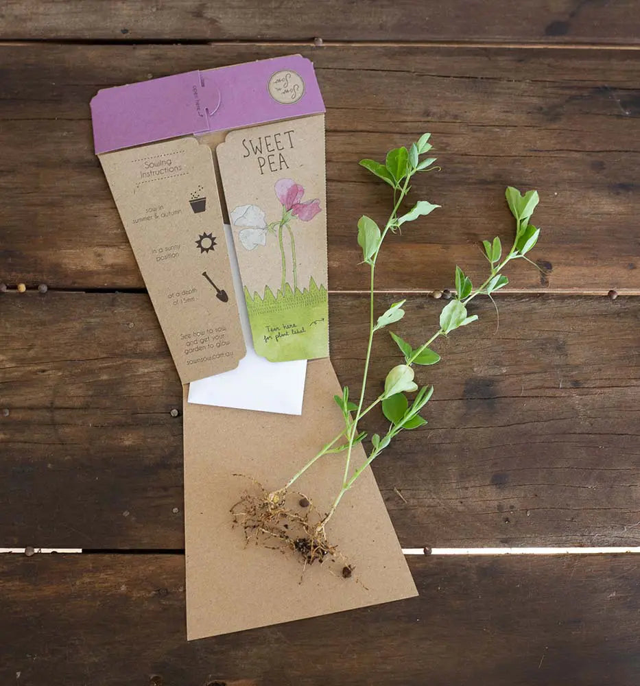 Sow 'n Sow - Sweet Pea Gift of Seeds. An eco-friendly gift that grows featuring stunning illustrative artwork by Daniella Germain to create the perfect, easy to post gift. Sold at Have You Met Charlie? the ultimate gift store in Adelaide, South Australia.