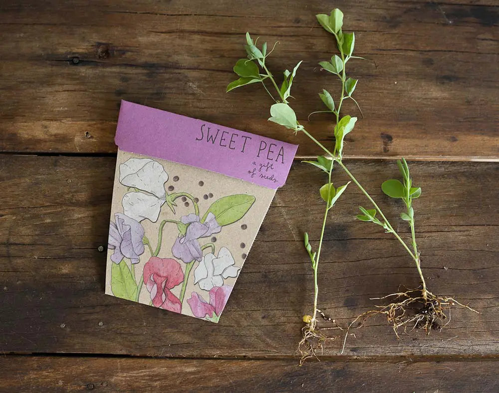 Sow 'n Sow - Sweet Pea Gift of Seeds. An eco-friendly gift that grows featuring stunning illustrative artwork by Daniella Germain to create the perfect, easy to post gift. Sold at Have You Met Charlie? the ultimate gift store in Adelaide, South Australia.